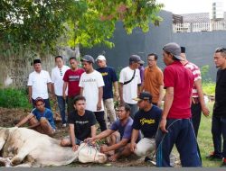 Peringati Hari Idul Adha 1444 H, DPD Gerinda Lampung Potong 16 Ekor Sapi