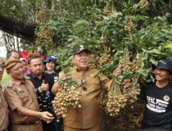 Gubernur Arinal Djunaidi Dorong Kabupaten Lampung Timur Jadi Sentra Pengembangan Tanaman Kelengkeng